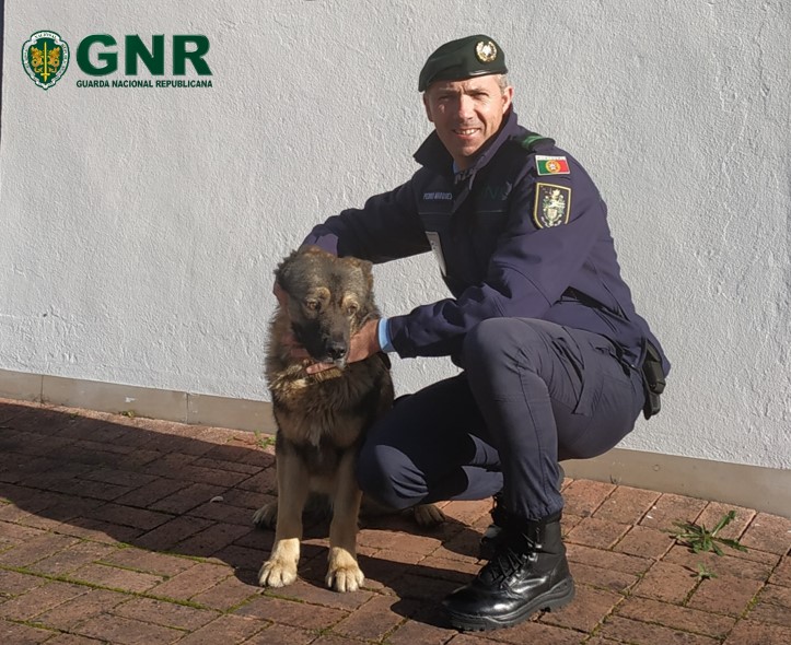 GNR volta a entregar ao dono cão que estava desaparecido há um ano