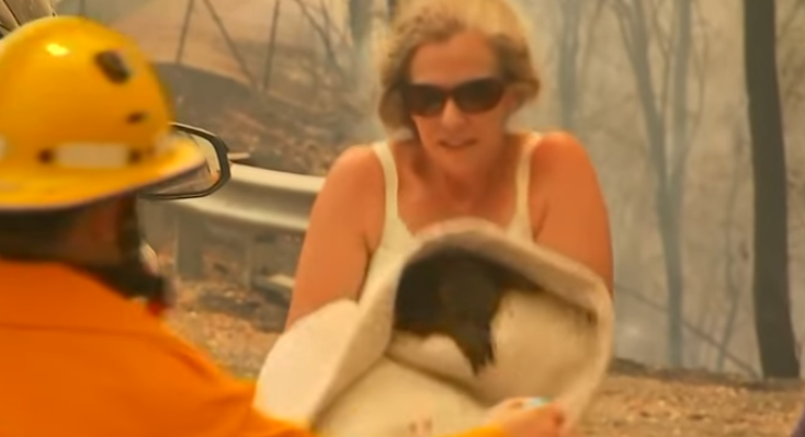 Mulher arrisca vida para salvar coala de incêndio | VÍDEO