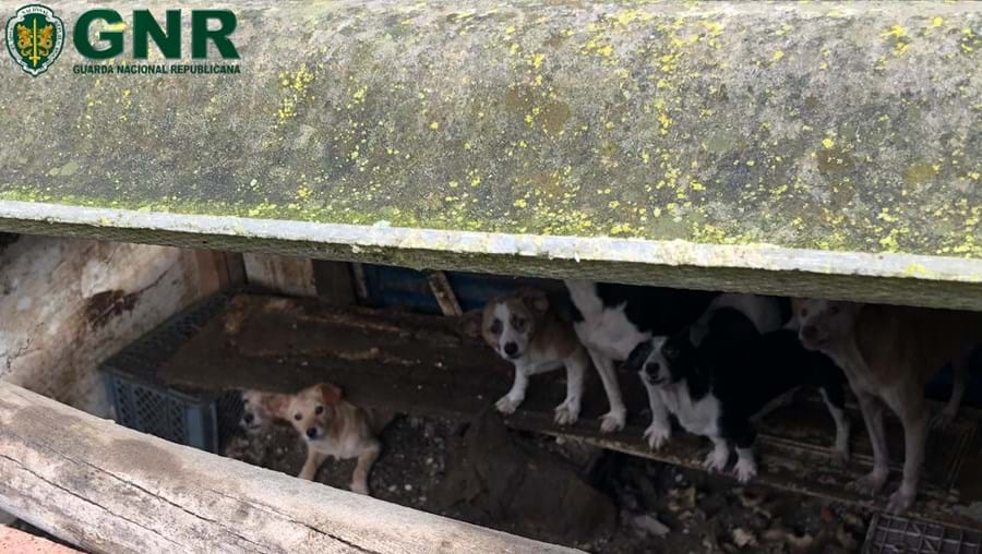 GNR resgatou 43 cães vítimas de maus tratos em canil ilegal no distrito de Leiria