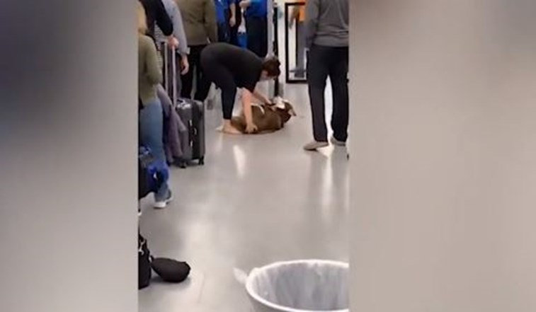 A dona tentou convencê-lo, mas este cão recusou-se a passar no detetor de metais do aeroporto | Vídeo