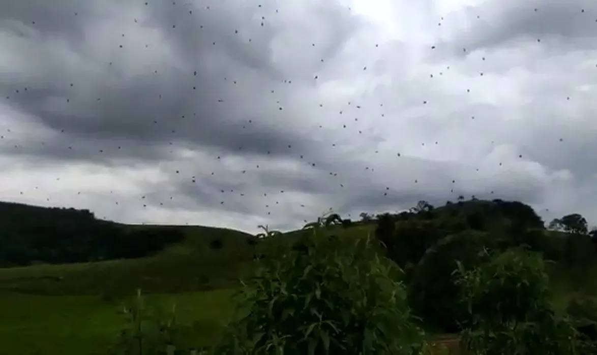 “Chovem” aranhas do céu no Brasil | VÍDEO