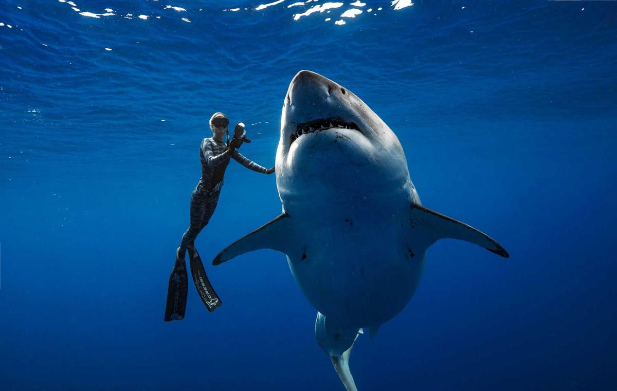 Mergulhadores nadam com tubarão-branco gigante | Vídeo