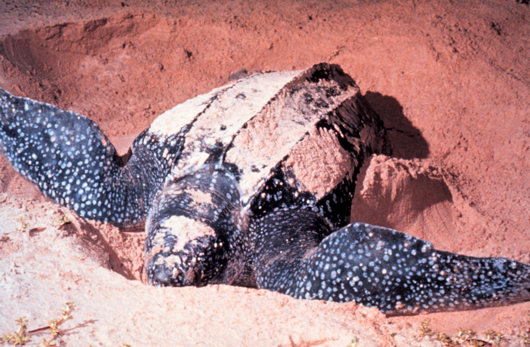 Tartaruga gigante dá à costa em praia da linha de Cascais