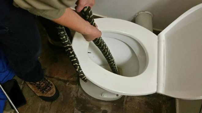 Mulher mordida por cobra píton enquanto usava a casa de banho