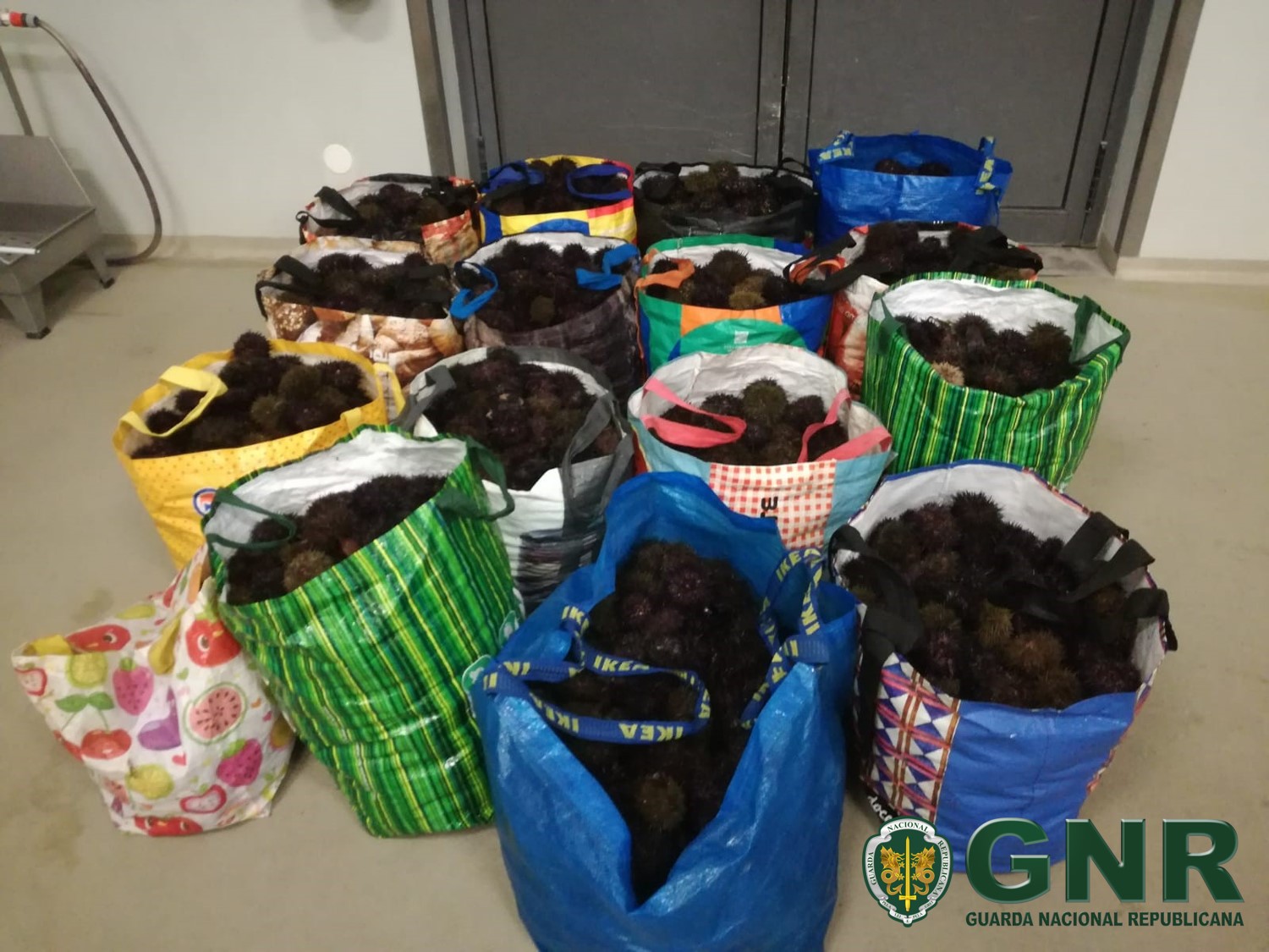 GNR apreende 300 quilos de ouriços-do-mar em Viana do Castelo