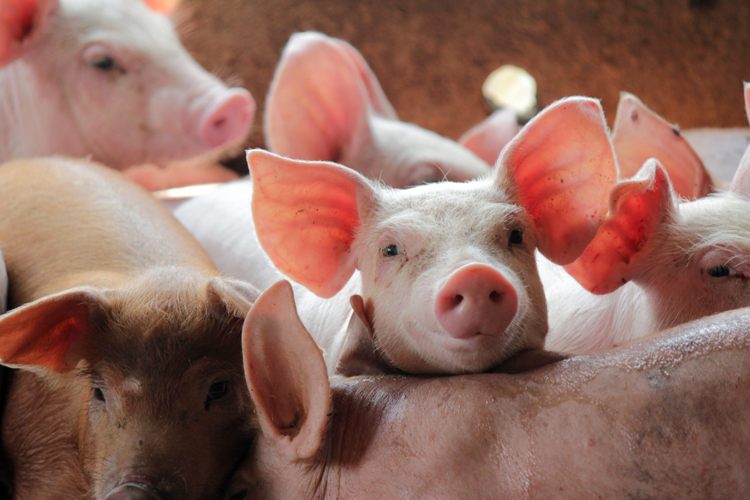 Primeira carne de porco portuguesa com destino à China começa hoje a ser exportada