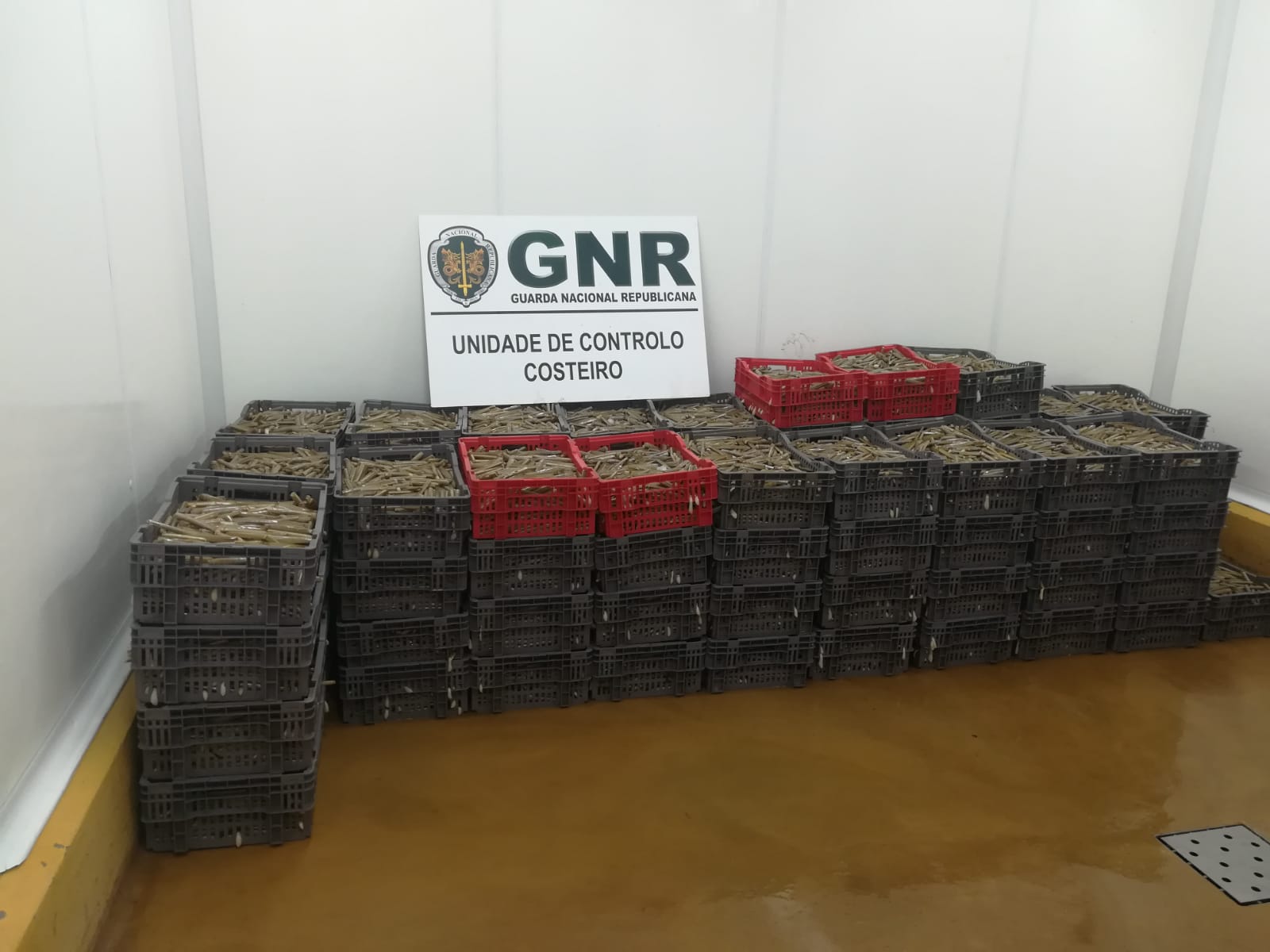 GNR apreende no Porto bivalves capturados em Setúbal