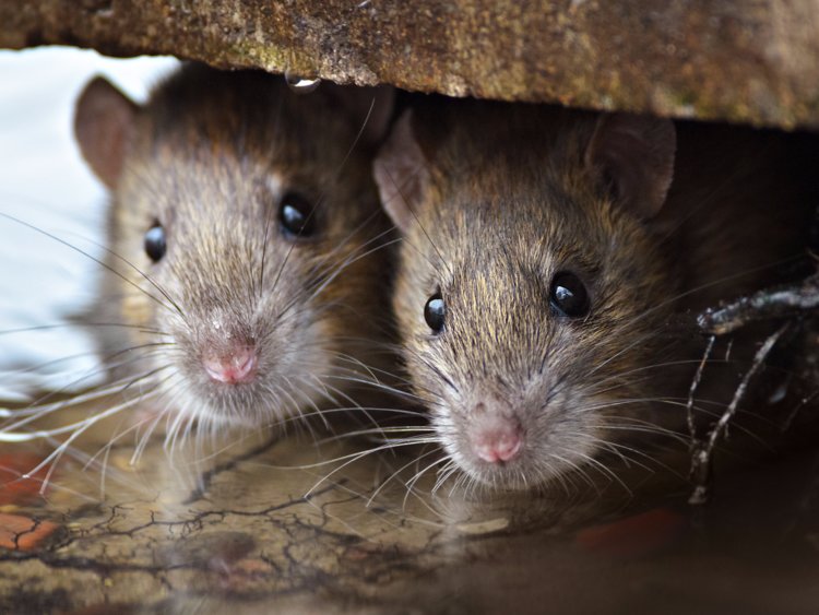Sem-abrigo morto foi desfigurado por ratazanas em Almada