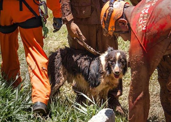 A homenagem de um bombeiro a Thor, o cão que tem ajudado nas operações de resgate em Brumadinho