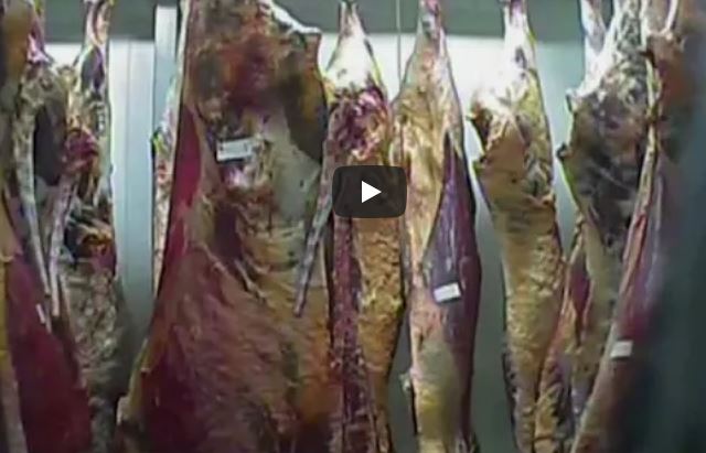 Matadouro polaco enviou carne contaminada para Portugal | VÍDEO