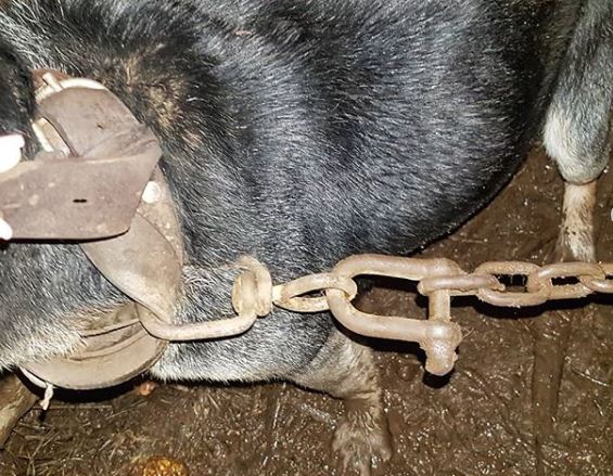 Cães acorrentados sem água e sem comida foram salvos por associação que denunciou caso à polícia | VÍDEO