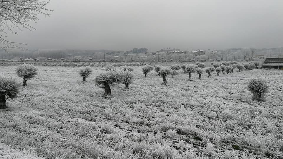 Nevou em Mirandela? O fenómeno meteorológico que deixou muitas pessoas baralhadas | FOTOS