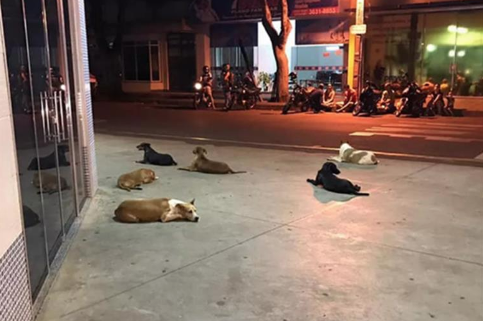 Cães perseguiram ambulância onde seguia dono e ficaram à porta do hospital durante 24h