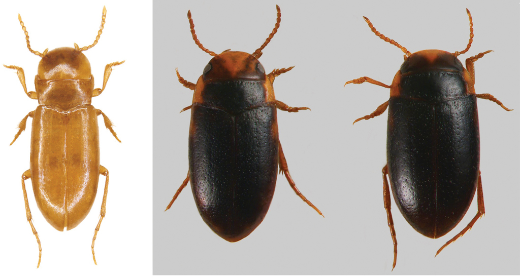 Investigadores descobrem novo escaravelho subterrâneo em Portugal