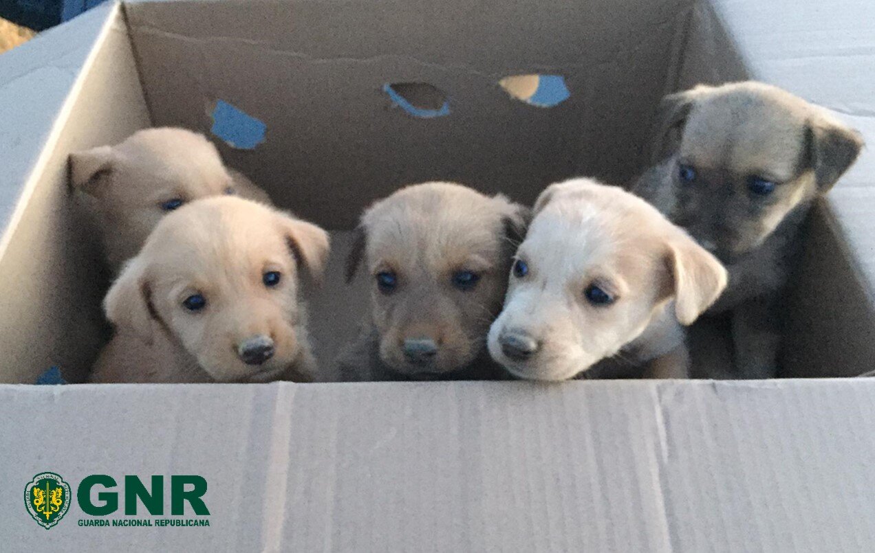 GNR resgata cães bebés abandonados à berma da estrada