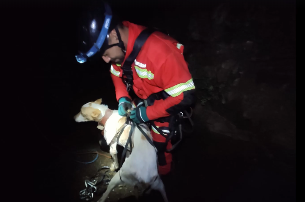 Bombeiros resgatam cinco cães do fundo de duas minas em Montemor-o-Novo | VÍDEO