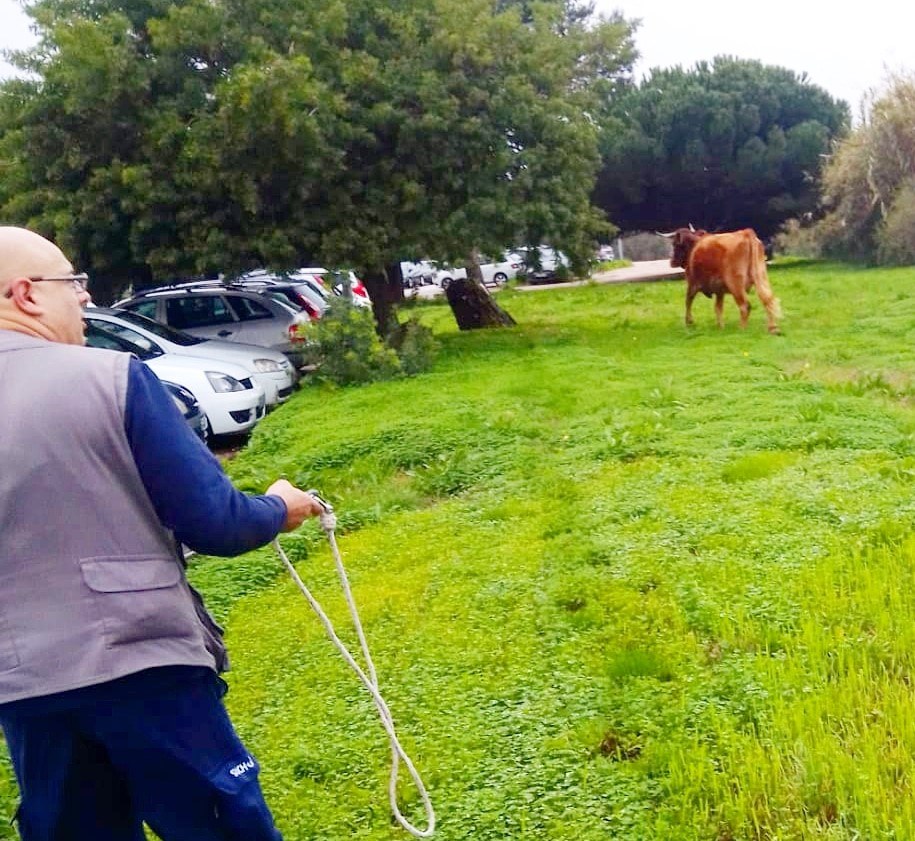 Amadora-Sintra recebe visita especial de vaca e caprino
