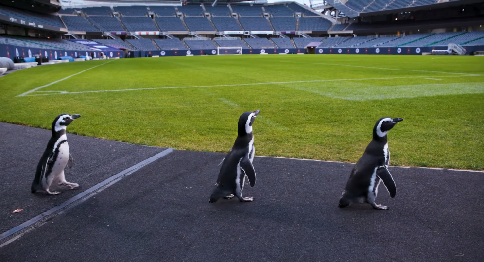 Pinguins passeiam por campo e balneário de equipa da NFL | VÍDEO