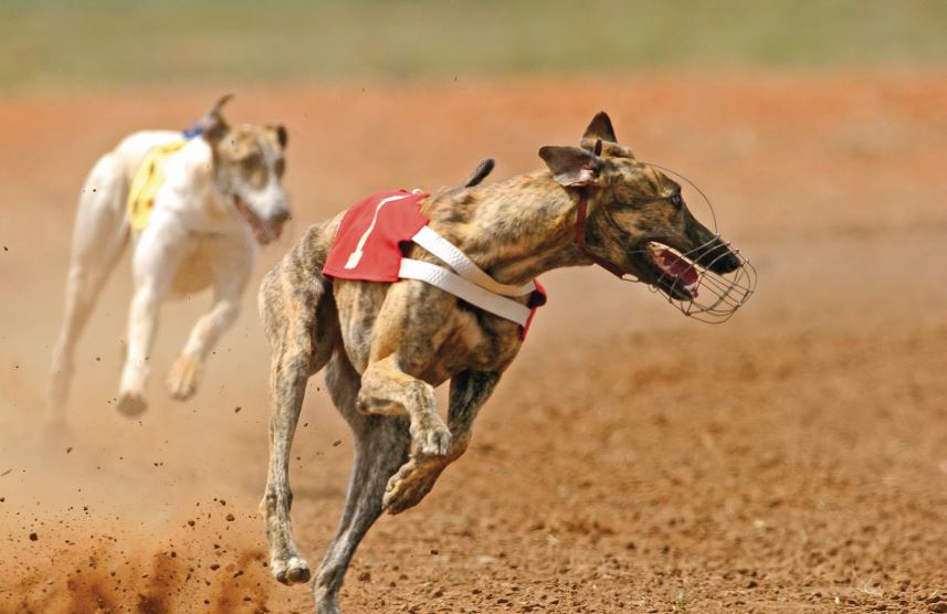 Parlamento vai discutir proibição das corridas de cães em Portugal