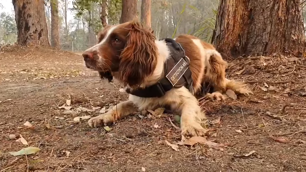 &#8220;Coala! Busca!&#8221;. Conheça a cadela que já salvou oito animais dos incêndios na Austrália