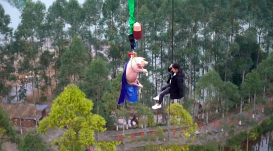 Vídeo mostra porco a ser forçado a fazer bungee jump em parque temático