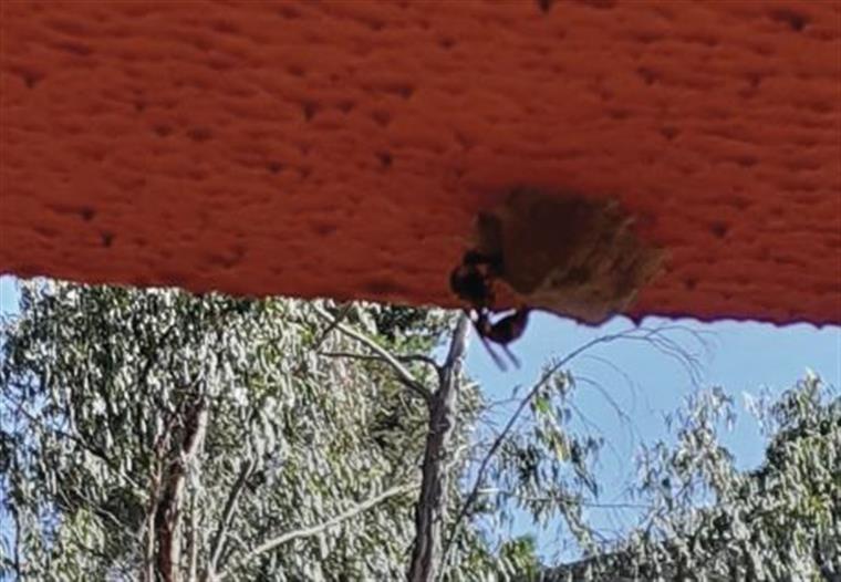 Nos últimos dois meses foram destruídos 264 ninhos de vespa asiática em Leiria, um registo “extremamente elevado”