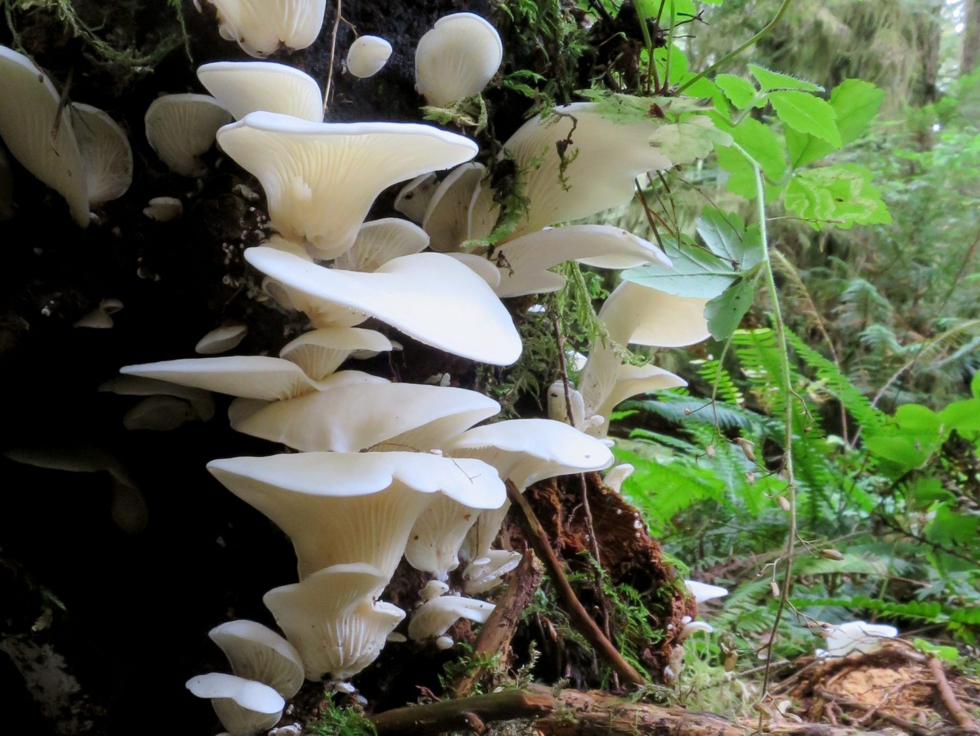 Tratar uma depressão com cogumelos mágicos? No Canadá é possível