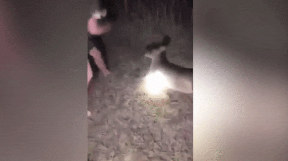 Homem agride canguru com socos e partilha imagens na Internet
