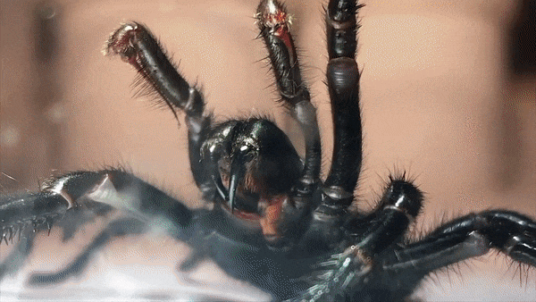 Austrália enfrenta praga de aranhas mortíferas