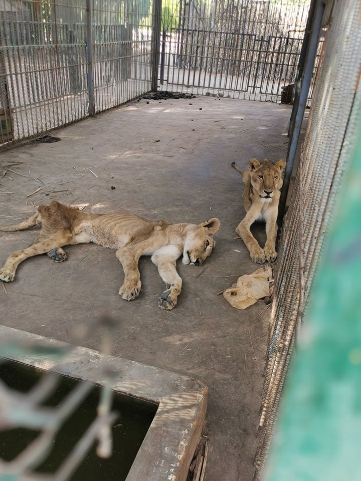 Imagens de leões malnutridos tornam-se virais e levam à criação de um campanha para os salvar