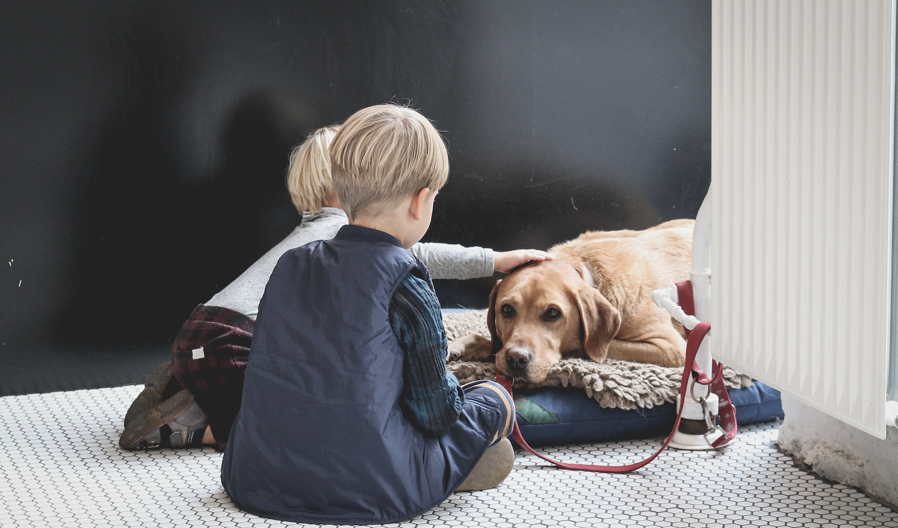 Cães: amigos ou inimigos das crianças?