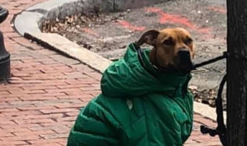 Mulher vestiu casaco a cão para que este não tivesse frio