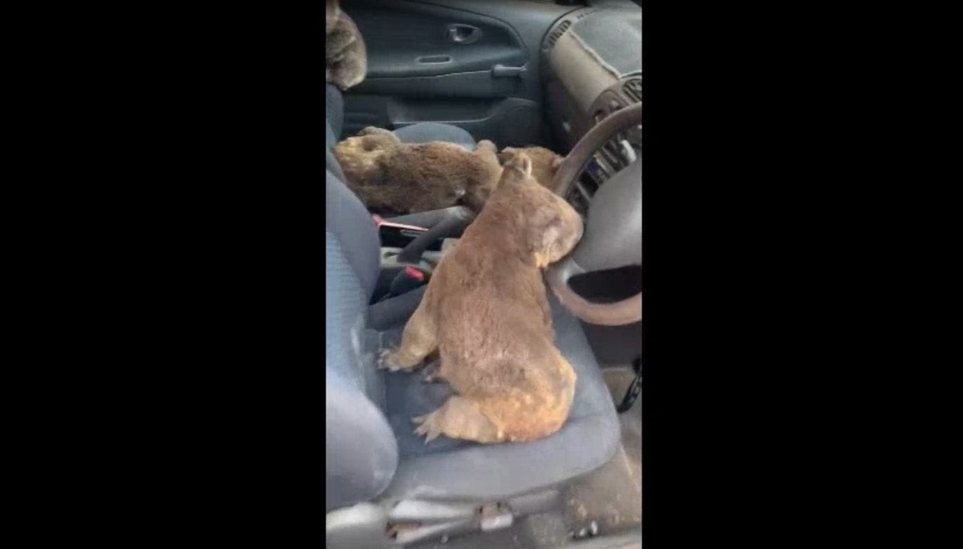 Grupo de amigos enche carro com coalas para os salvar dos incêndios