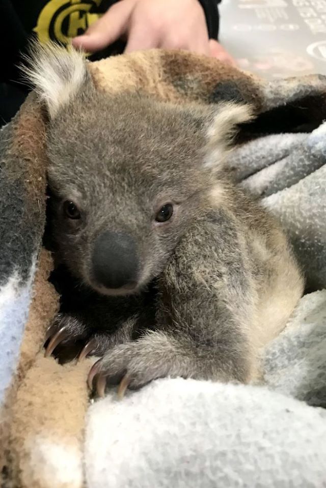 Casal encontra coalá bebé aninhado na sua cadela na Austrália
