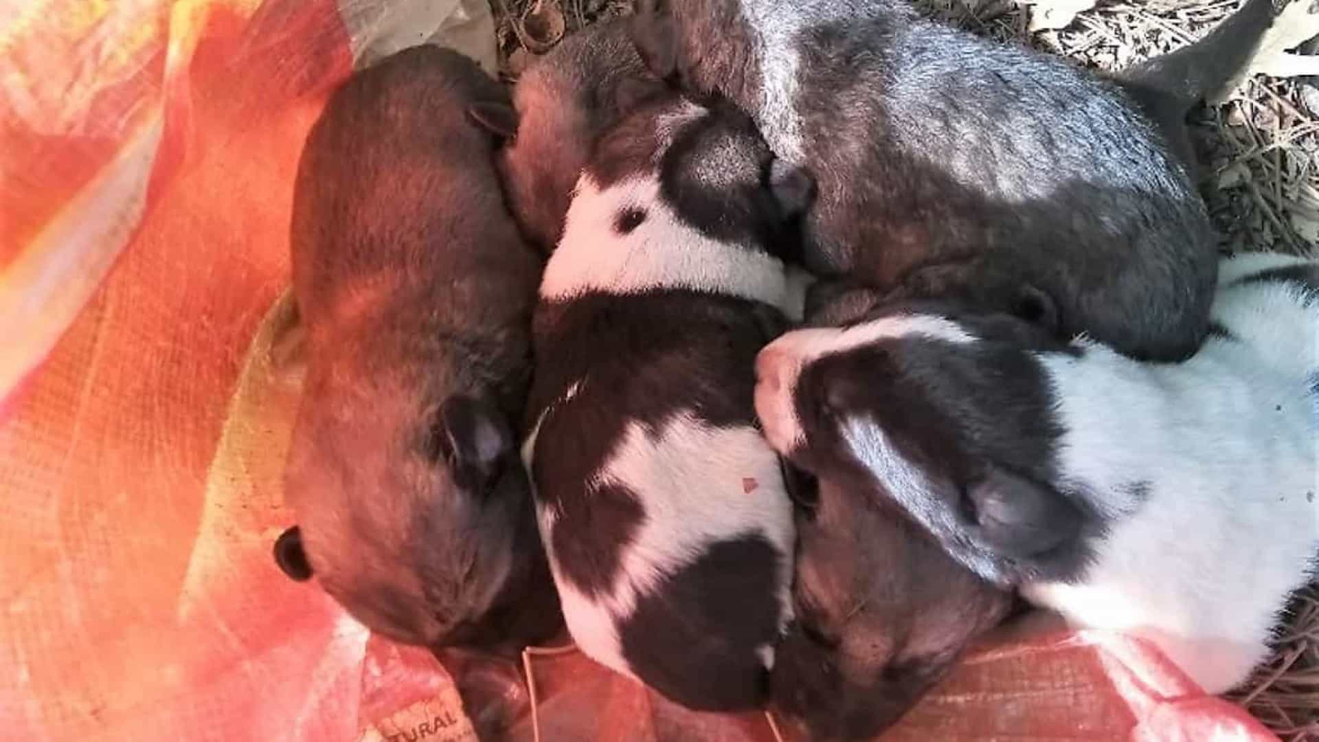 Resgatados oito cães recém-nascidos abandonados dentro de saca no Fundão