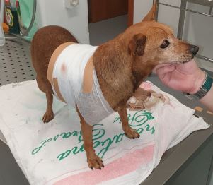 Cão resgatado na Madeira após ser ferido com “foice ou catana”