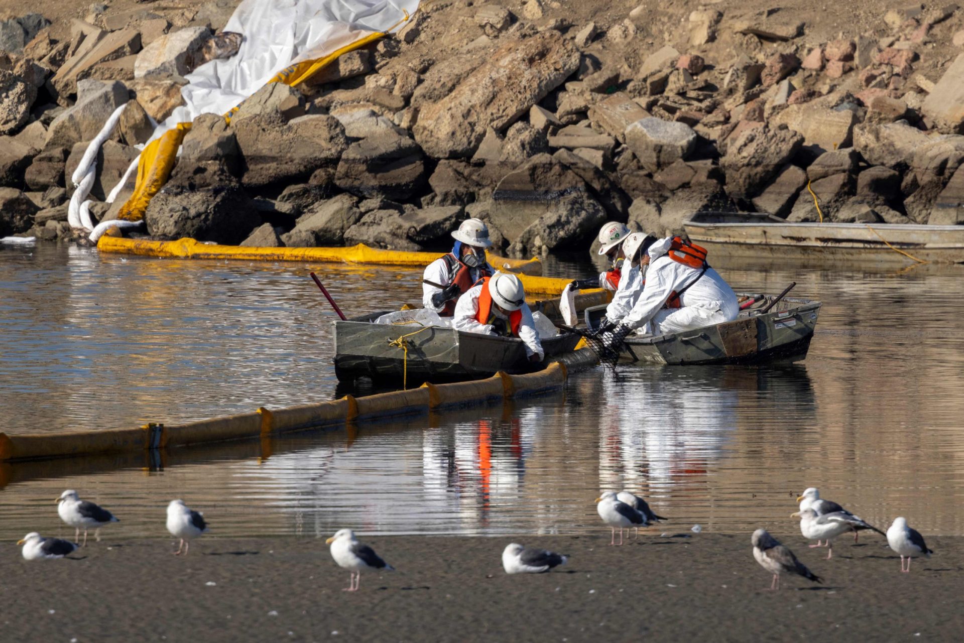 Derrame de petróleo na Califórnia mata vida animal