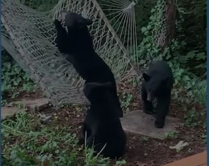 Vídeo mostra três pequenos ursos a brincar numa cama de rede numa cabana nos EUA