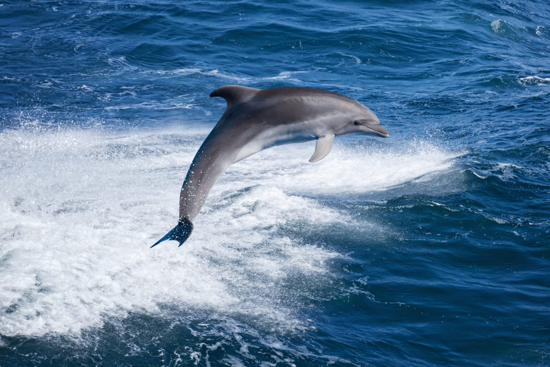 Golfinho encontrado em “elevado estado de decomposição” numa praia em Vila Nova de Milfontes