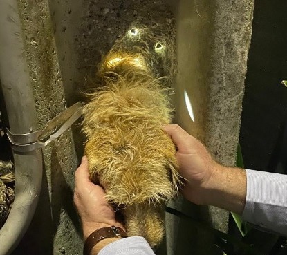 Bombeiros de Arcos de Valdevez resgatam cão preso num poste de eletricidade