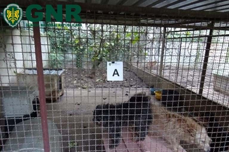GNR resgata 27 animais de alojamento ilegal em Gaia