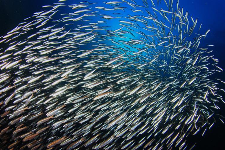 Juvenis de sardinha em águas ibéricas com recorde dos últimos 15 anos