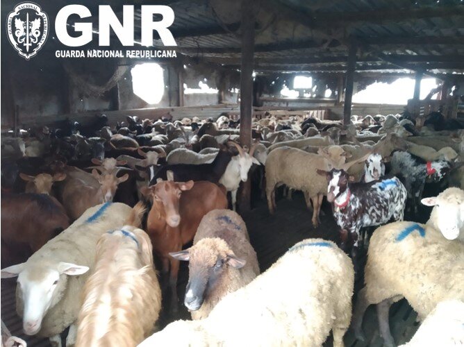 GNR apreende 245 animais em exploração pecuária na Lourinhã