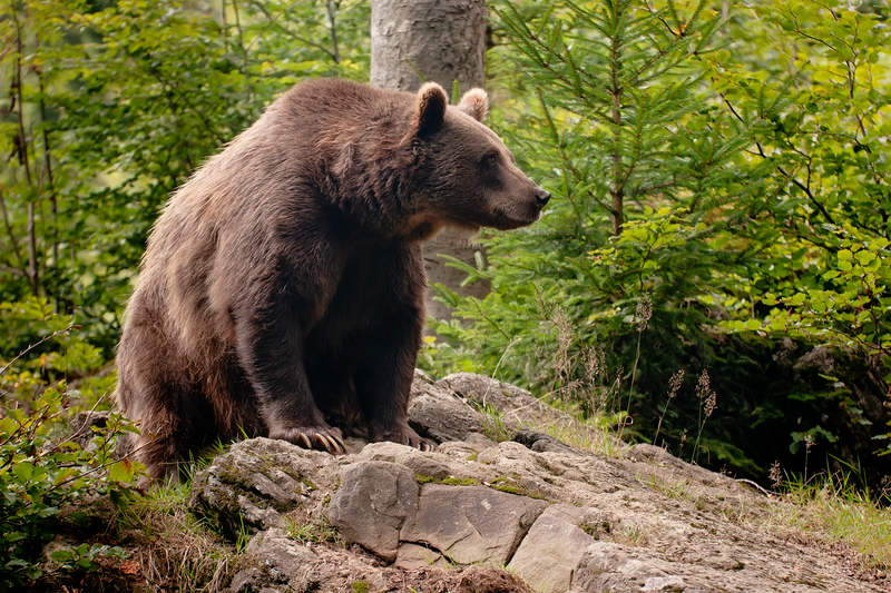Estados Unidos. Montana poderá permitir a caça ao urso pardo pela primeira vez em décadas