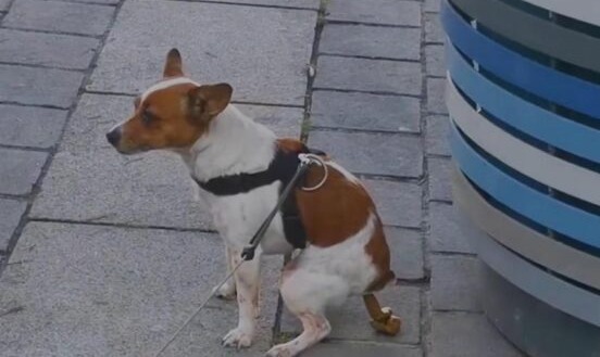 França oferece &#8220;notas&#8221; de 10 euros a quem apanhar o dejeto do seu cão | Vídeo