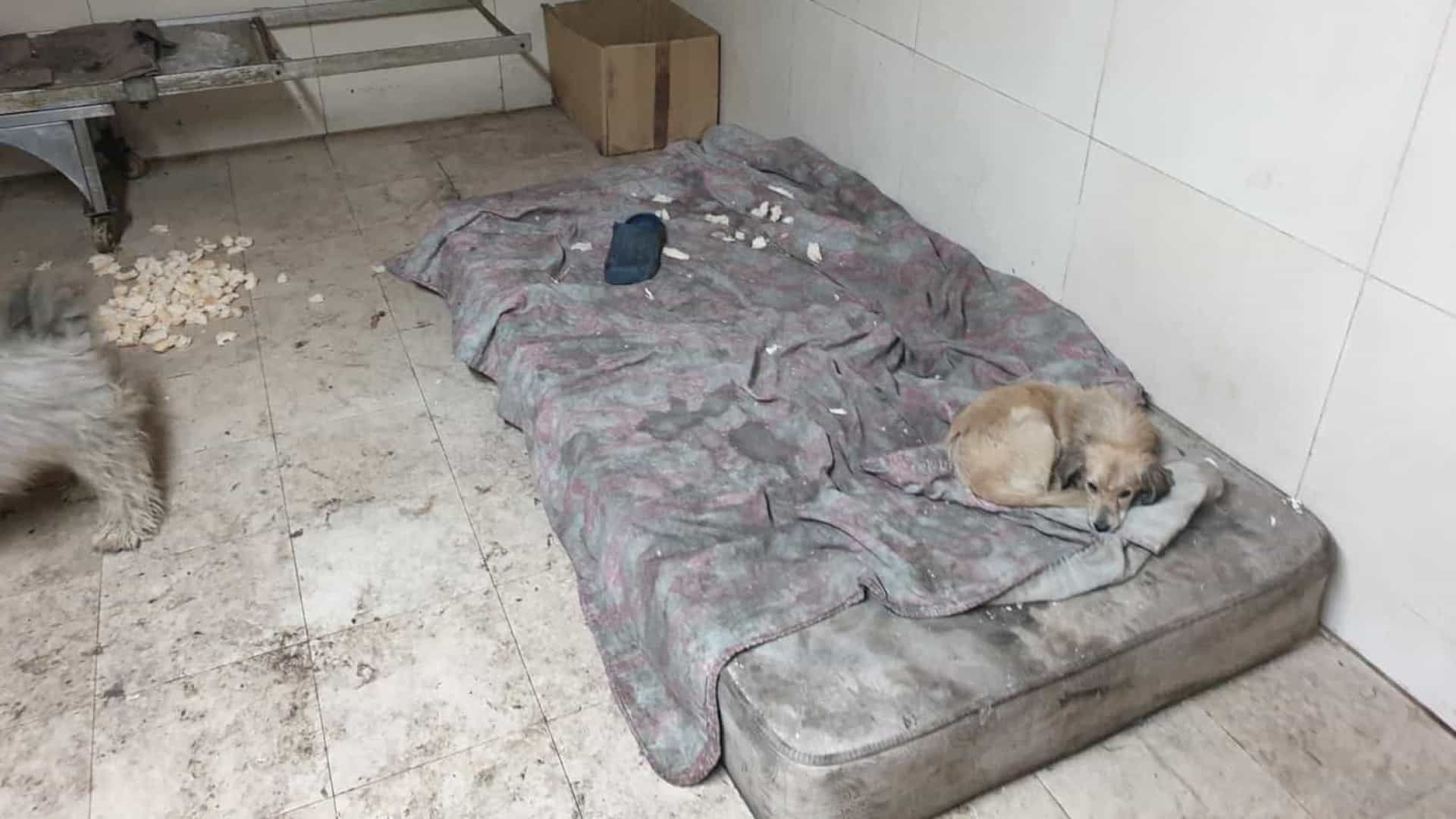 Padaria encerrada por falta de higiene tinha 22 cães em Ponta Delgada