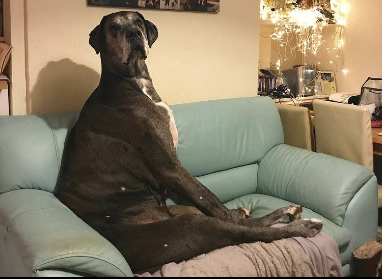 Conheça Freddy, o cão mais alto do mundo