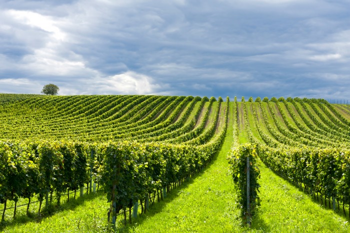 Venda de vinho para a restauração com “quebra de 50%” até setembro