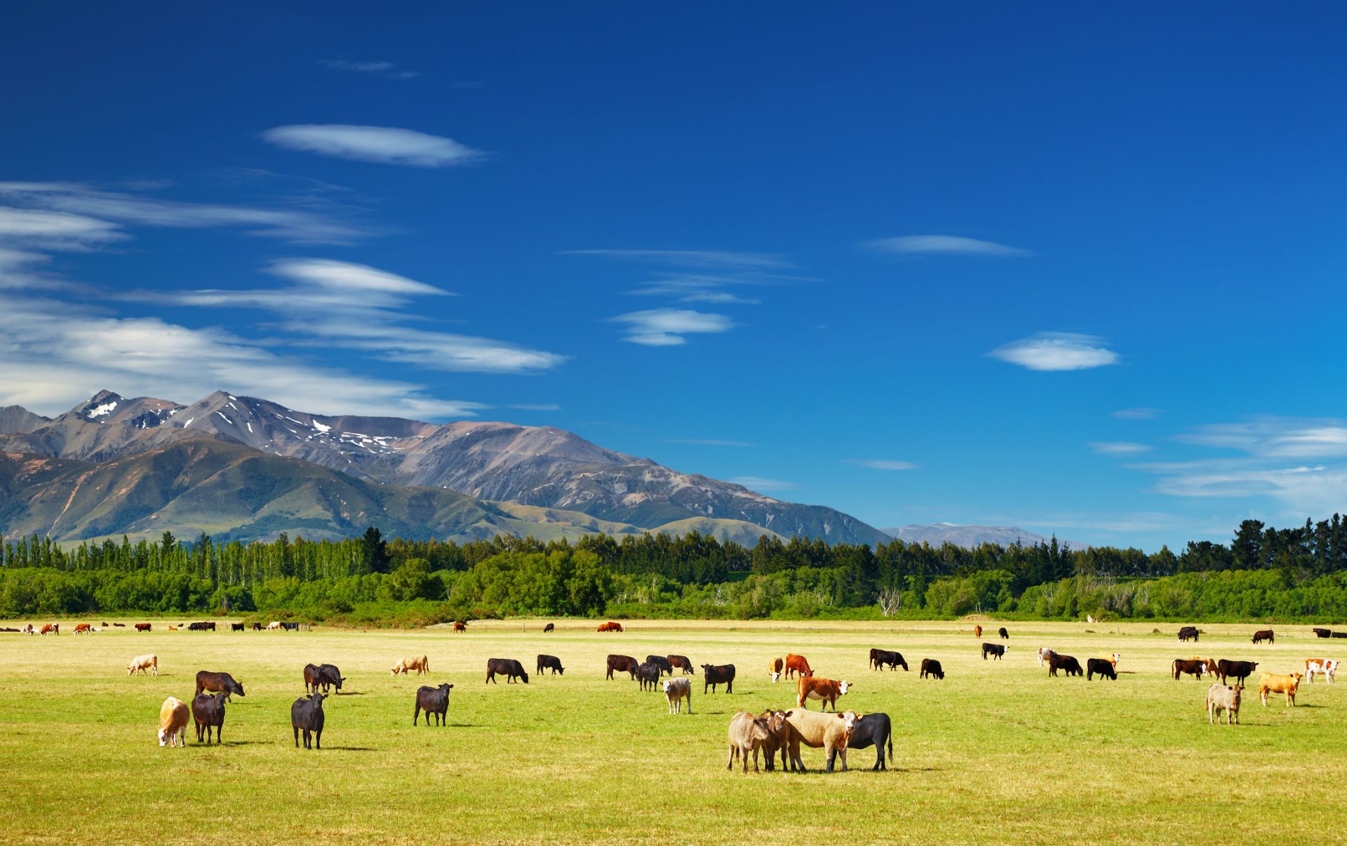 Governo da Nova Zelândia propõe imposto às emissões libertadas por arrotos e dejetos de ovelhas e de vacas