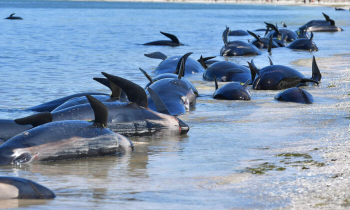 Cerca de 240 baleias morrem após ficarem encalhadas na Nova Zelândia